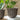 Indoor Planters