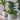 Kew Gardens Stoneware Sago Palm Planter Ivory - 18cm