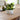 Kew Gardens Stoneware Sago Palm Bowl Planter Ivory - 24cm