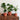 Kew Gardens Embossed Fern Rust Planter - H21cm x D23cm