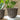 Kew Gardens Fluted Tulip Mocha Planter - H26cm x D32cm