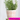 Individual Pink Old Style Dutch Pots - Choose Your Design - Grand Illusions