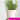 Individual Pink Old Style Dutch Pots - Choose Your Design - Grand Illusions